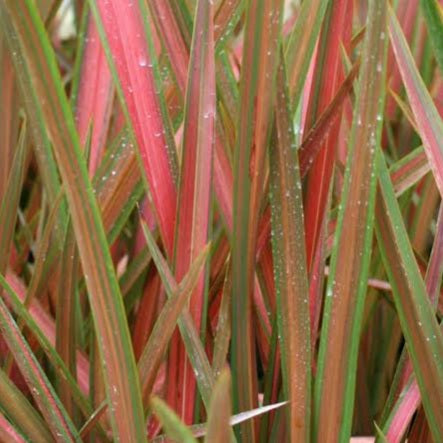 PHORMIUM JESTER 3.3L