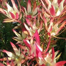 Load image into Gallery viewer, LEUCADENDRON JACK HARRE 1.5L
