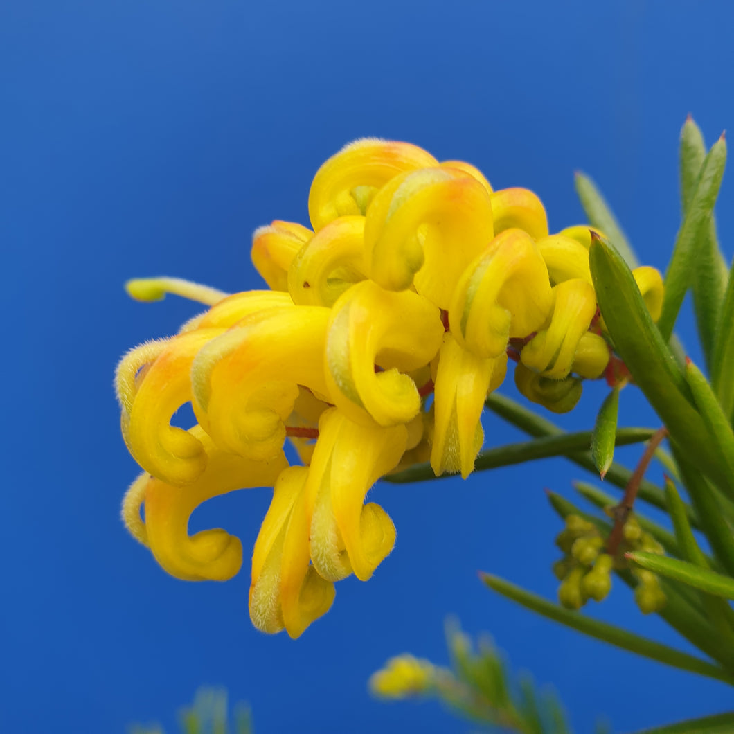 GREVILLEA EUREKA 2.5L