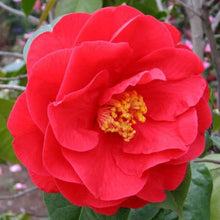 Load image into Gallery viewer, CAMELLIA HYBRID DR CLIFFORD PARKES 4.0L
