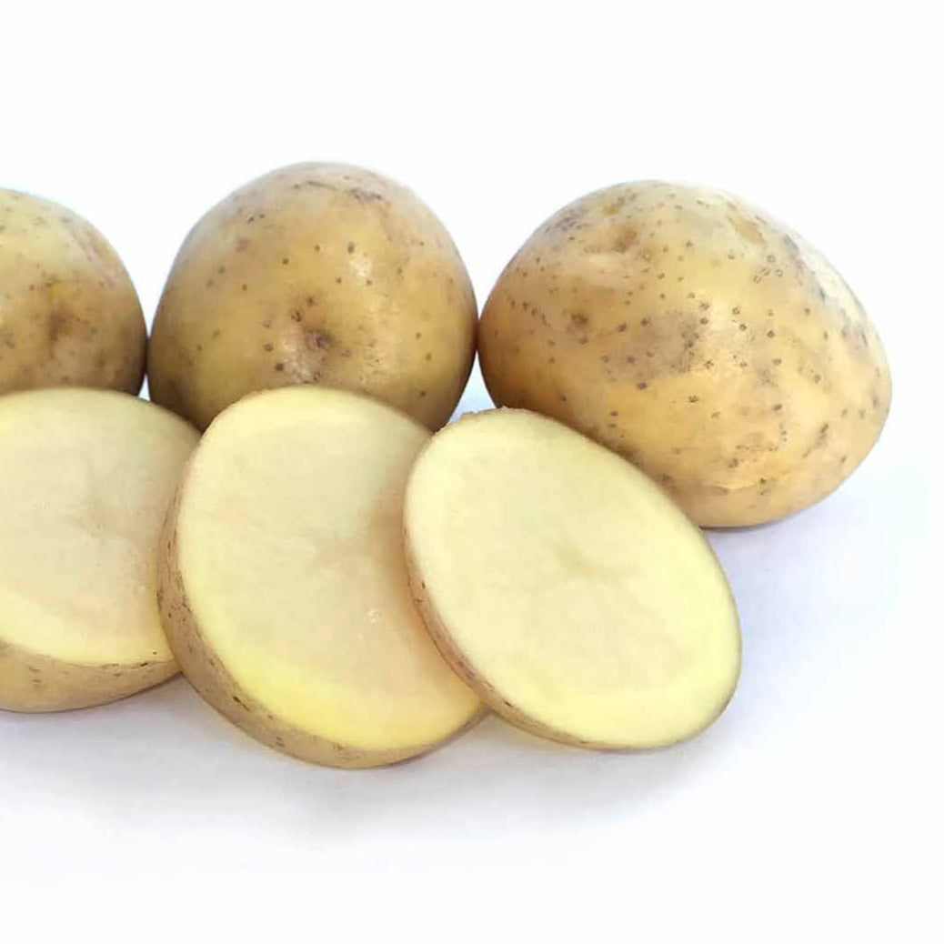 POTATO SEED SWIFT 1kg