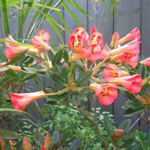 Load image into Gallery viewer, VIREYA RHODODENDRON JIMINY CRICKET 2.4L
