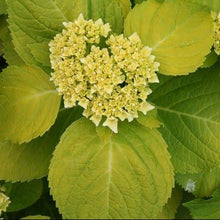 Load image into Gallery viewer, HYDRANGEA MACROPHYLLA GOLDIE 3.5L
