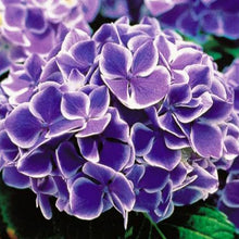 Load image into Gallery viewer, HYDRANGEA MACROPHYLLA MAI-KO MARIKO 3.5L
