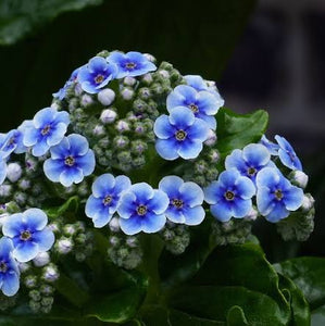 MYOSOTIDIUM HORTENSIA CHATHAM ISLAND FORGET ME NOT 12CM