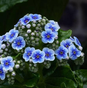 MYOSOTIDIUM HORTENSIA CHATHAM ISLAND FORGET ME NOT 2.5L