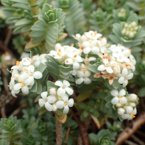 PIMELEA SILVER GHOST 2.5L