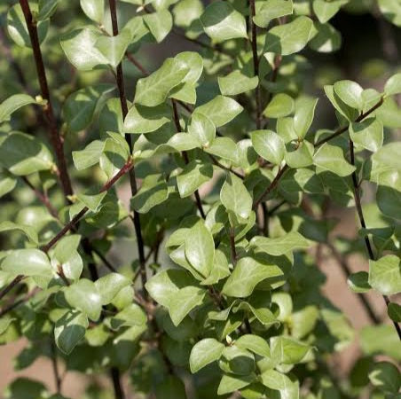 PITTOSPORUM TENUIFOLIUM OLIVER TWIST