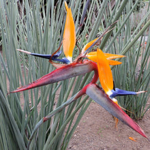 Load image into Gallery viewer, STRELITZIA PARVIFOLIA SPOON LEAF BIRD OF PARADISE
