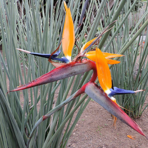 STRELITZIA PARVIFOLIA SPOON LEAF BIRD OF PARADISE