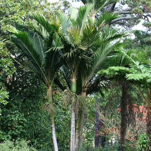 RHOPALOSTYLIS BAUREI KERMADEC NIKAU PB28