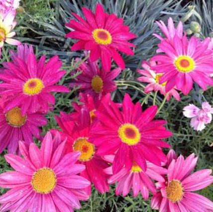 ARGYRANTHEMUM DOUBLE ACT