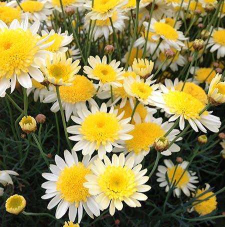 ARGYRANTHEMUM HONEYCOMB 14CM