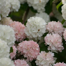 Load image into Gallery viewer, VIBURNUM PLICATUM JAPANESE SNOWBALL ROSEACEA PB18
