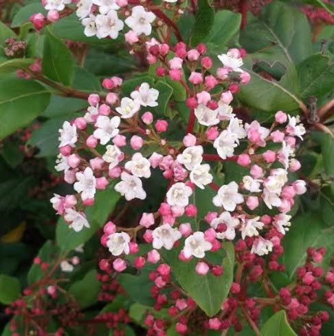 VIBURNUM TINUS GWENLLIAN 2.5L