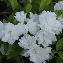 Load image into Gallery viewer, PHILADELPHUS FROSTY MORN 4.5L
