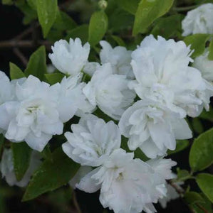 PHILADELPHUS FROSTY MORN 4.5L