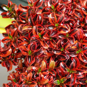 COPROSMA INFERNO 2.5L