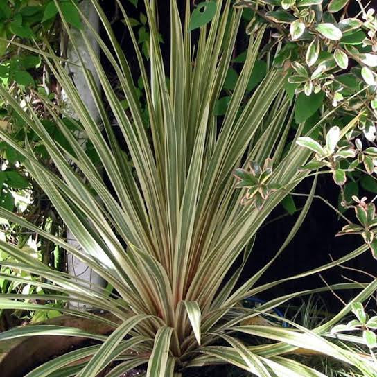 CORDYLINE AUSTRALIS ALBERTII