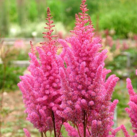 ASTILBE GLORIA 2.0L