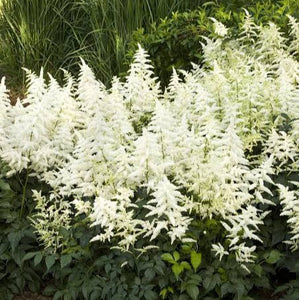 ASTILBE DIAMANTE 2.0L