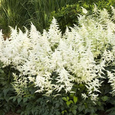 ASTILBE DIAMANTE 2.0L