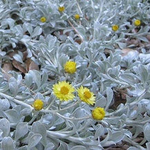 Load image into Gallery viewer, HELICHRYSUM ARGYROPHYLLUM GOLDEN GUINEA EVERLASTING DAISY 1.0L
