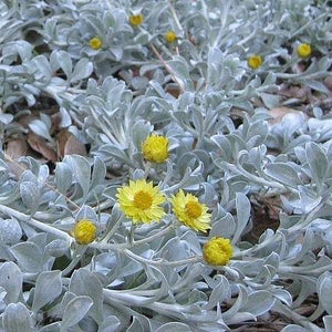 HELICHRYSUM ARGYROPHYLLUM GOLDEN GUINEA EVERLASTING DAISY 1.0L