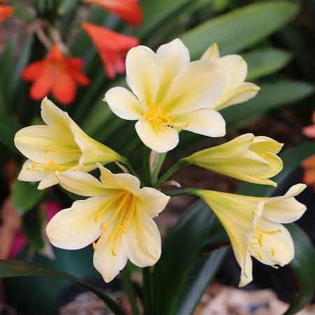 CLIVIA MINIATA YELLOW 09CM