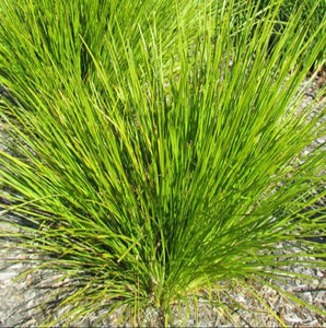 LOMANDRA DALLIANCE 1.5L