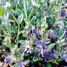 Load image into Gallery viewer, TEUCRIUM PLATINUM BABY
