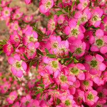 Load image into Gallery viewer, LEPTOSPERMUM TICKLED PINK 3.3L
