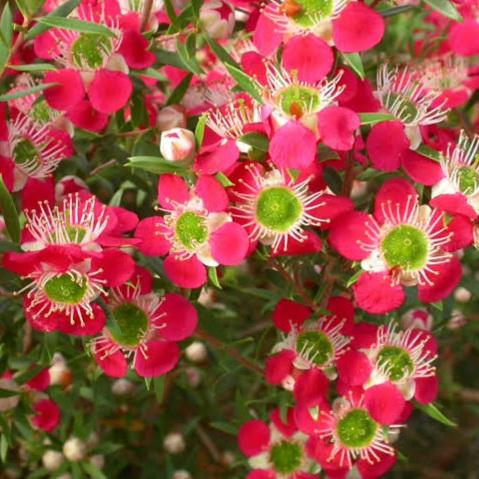 LEPTOSPERMUM OUTRAGEOUS 6.0L