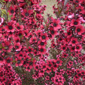 LEPTOSPERMUM ELECTRIC RED 3.3L