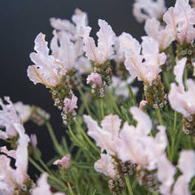 Load image into Gallery viewer, LAVENDER HYBRID FAIRY WINGS WHIMSICAL 14CM
