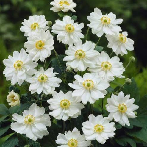 ANEMONE SNOW QUEEN 2.0L