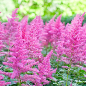 ASTILBE FUCHSIA SPANGLES 2.0L