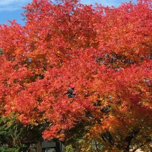 FRAXINUS OXYCARPA RAYWOODII CLARET ASH PB28