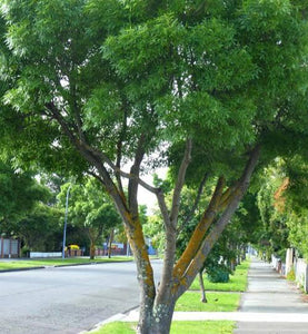 FRAXINUS OXYCARPA RAYWOODII CLARET ASH PB28