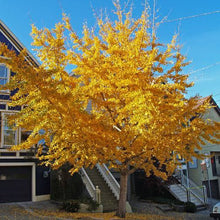 Load image into Gallery viewer, GINKGO BILOBA MAIDENHAIR TREE PB18
