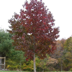 LIQUIDAMBAR STYRACIFLUA BURGUNDY PB28