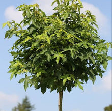 Load image into Gallery viewer, LIQUIDAMBAR GUMBALL 75CM STANDARD
