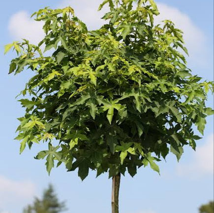 LIQUIDAMBAR GUMBALL 75CM STANDARD