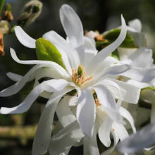 Load image into Gallery viewer, MAGNOLIA STELLATA ROYAL STAR PB18
