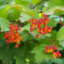 Load image into Gallery viewer, VIBURNUM OPULUS GUELDER ROSE 3.5L
