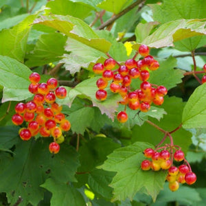 VIBURNUM OPULUS GUELDER ROSE 3.5L