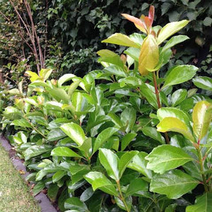 VIBURNUM ODORATISSIMUM EMERALD LUSTRE 3.5L