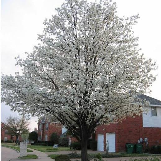 PYRUS CALLERYANA ARISTOCRAT PB18