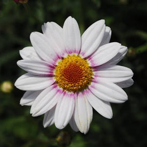 ARGYRANTHEMUM BARBIE 1.5L