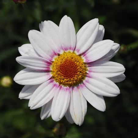 ARGYRANTHEMUM BARBIE 1.5L